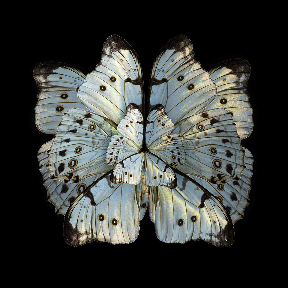 MIMESIS